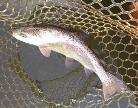 大安トラウトレイク釣果